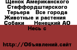 Щенок Американского Стаффордштирского Терьера - Все города Животные и растения » Собаки   . Ненецкий АО,Несь с.